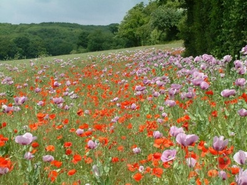 Les pavots mettent de la couleur au jardin Les pavots mettent de la couleur au jardin