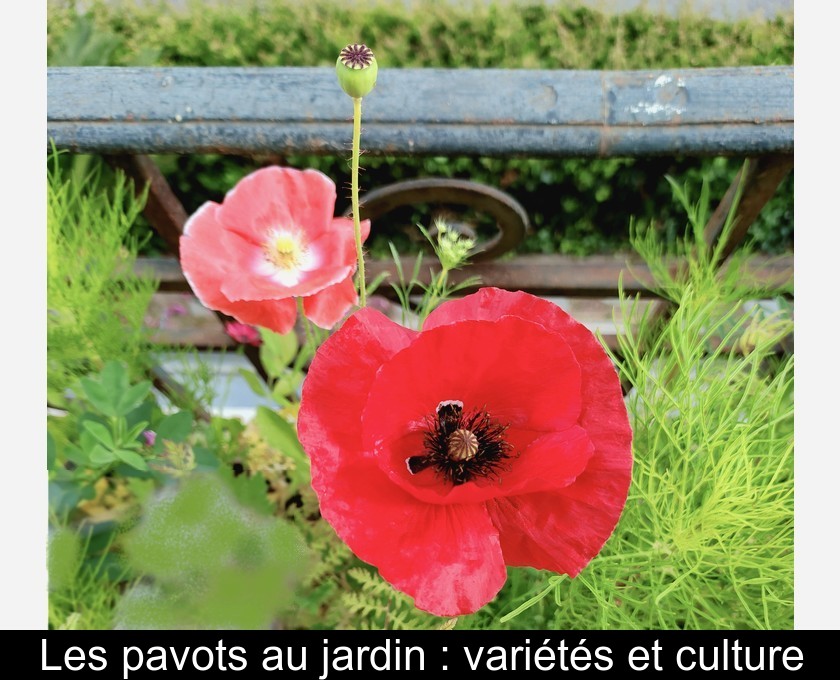 Les pavots mettent de la couleur au jardin