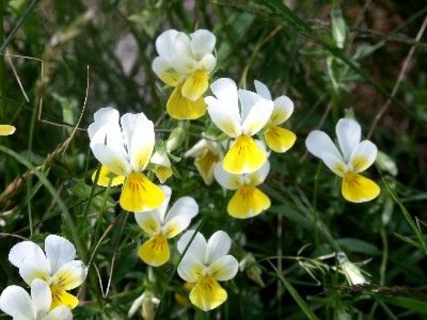 Les pensées : de jolies fleurs en toutes saisons Les pensées : de jolies fleurs en toutes saisons