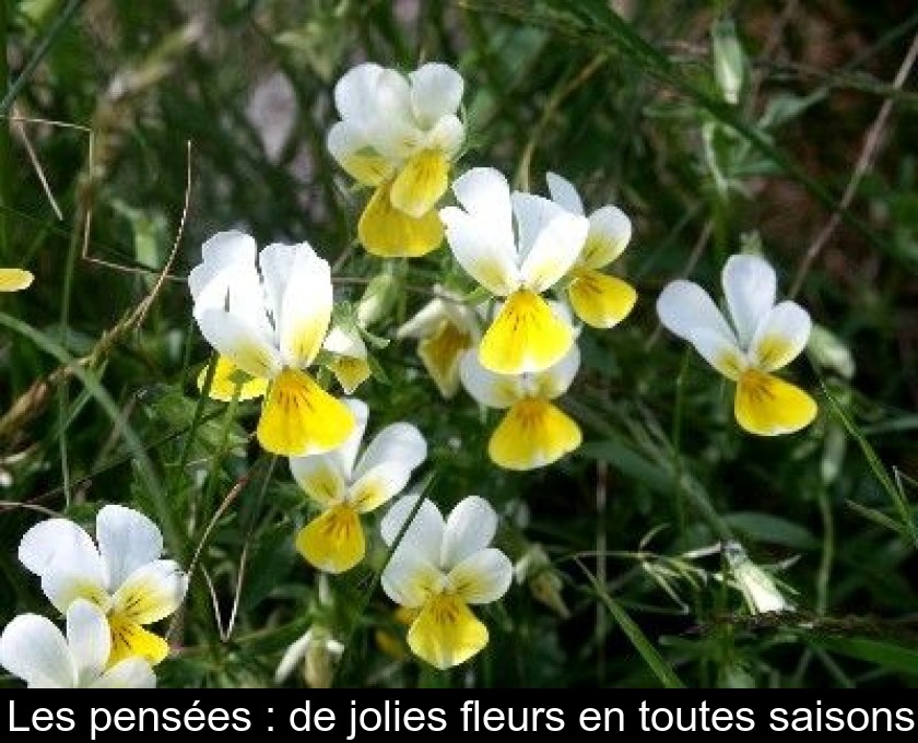 Les pensées : de jolies fleurs en toutes saisons Les pensées : de jolies fleurs en toutes saisons