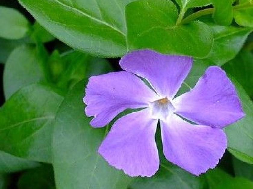 Les pervenches : de jolies fleurs vivaces Les pervenches : de jolies fleurs vivaces