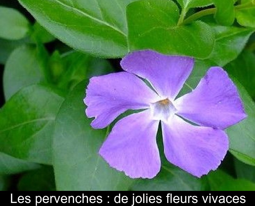 Les pervenches : de jolies fleurs vivaces