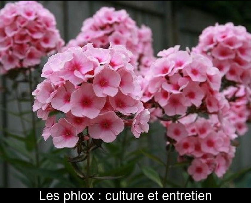 Les phlox : culture et entretien