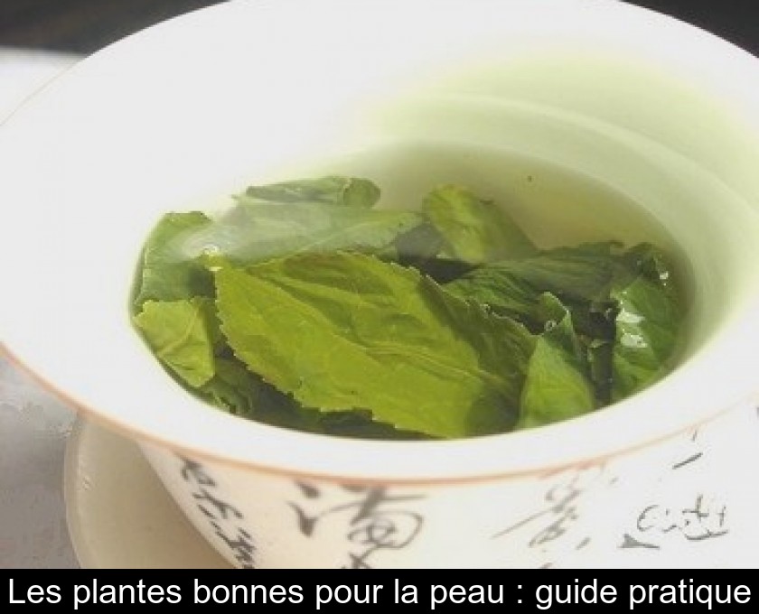 Les plantes bonnes pour la peau : guide pratique