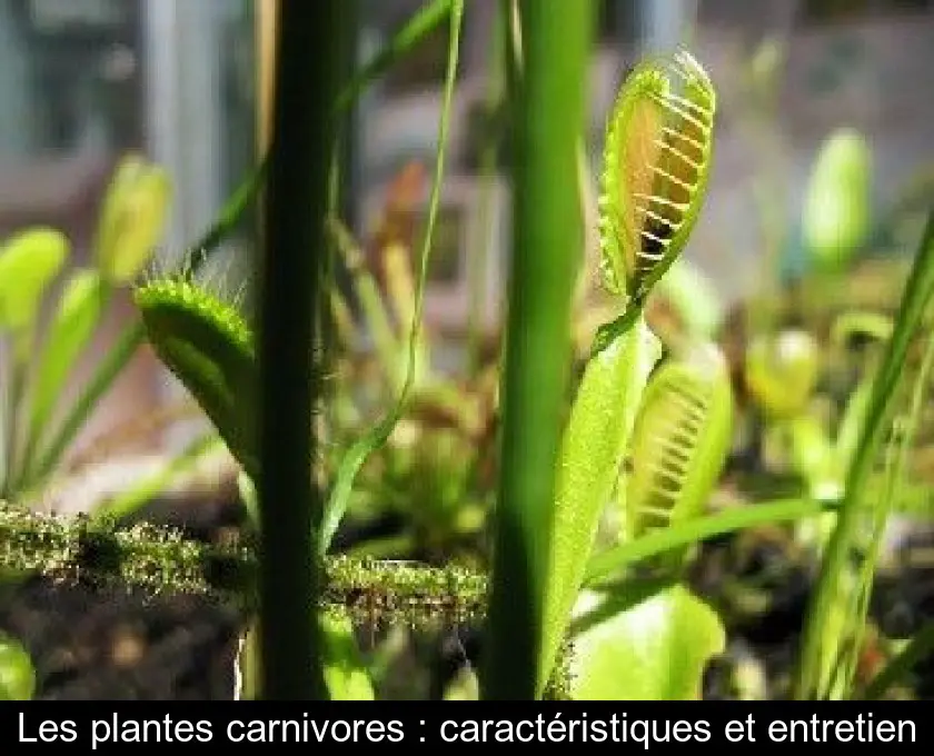 Les plantes carnivores : caractéristiques et entretien
