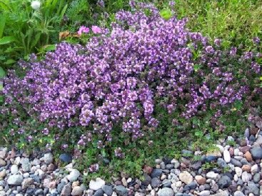 Les plantes couvre-sol : guide pratique Les plantes couvre-sol : guide pratique