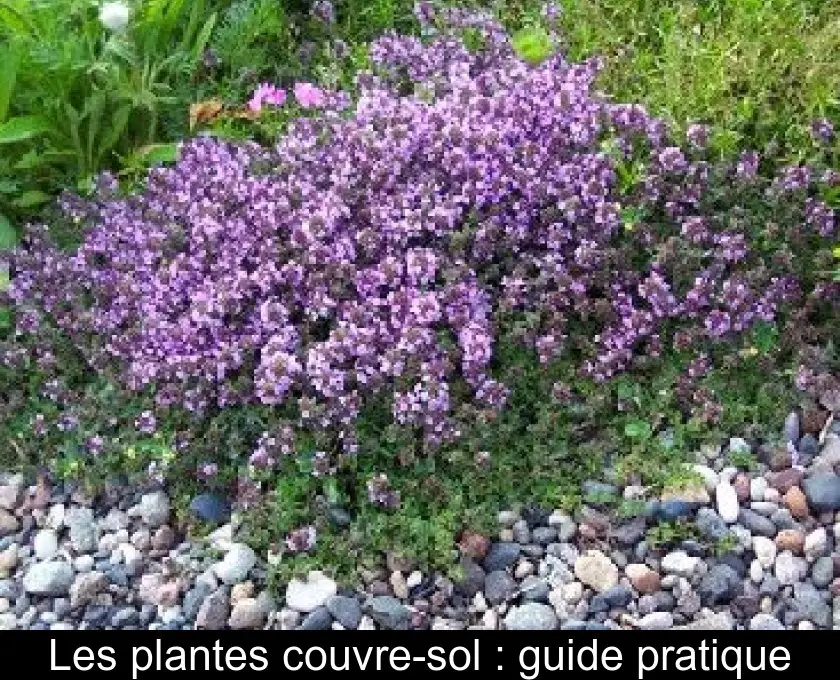Les plantes couvre-sol : guide pratique