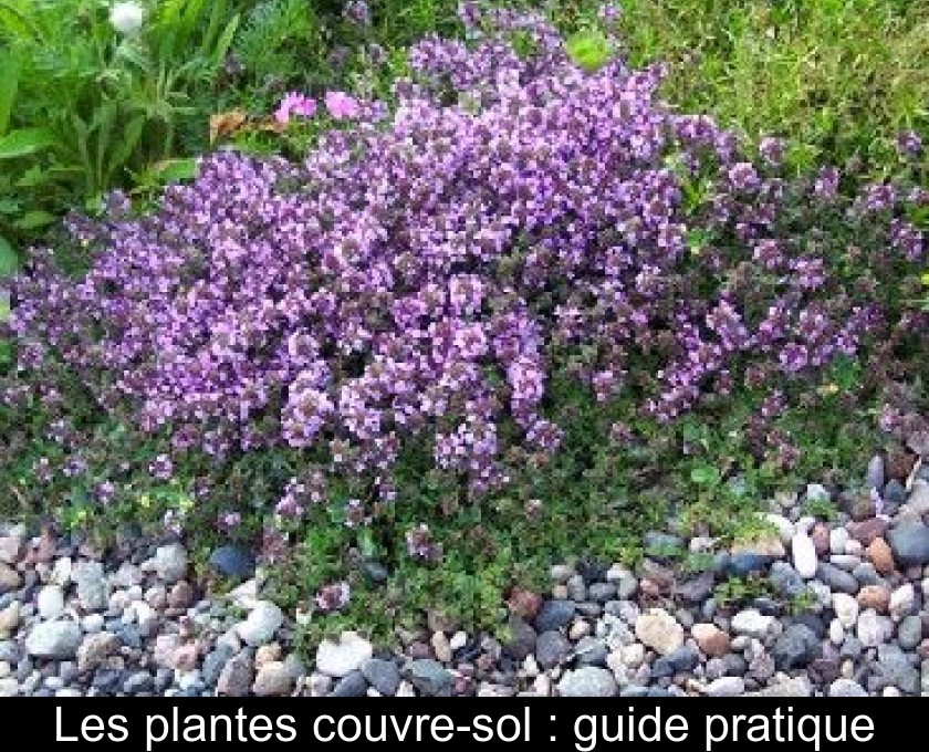 Les plantes couvre-sol : guide pratique Les plantes couvre-sol : guide pratique