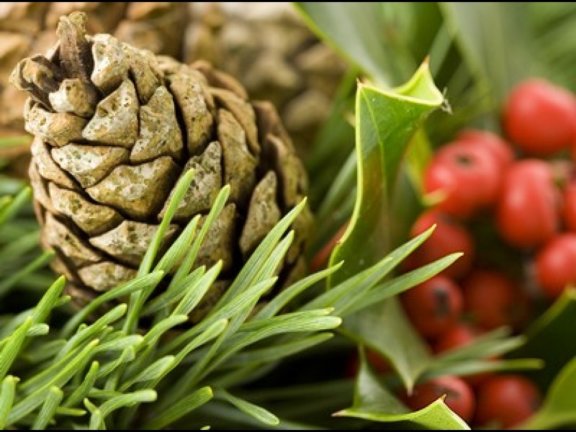 Les plantes de Noël : des traditions et des symboles Les plantes de Noël : des traditions et des symboles