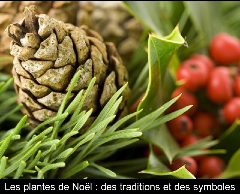 Les plantes de Noël : des traditions et des symboles Les plantes de Noël : des traditions et des symboles