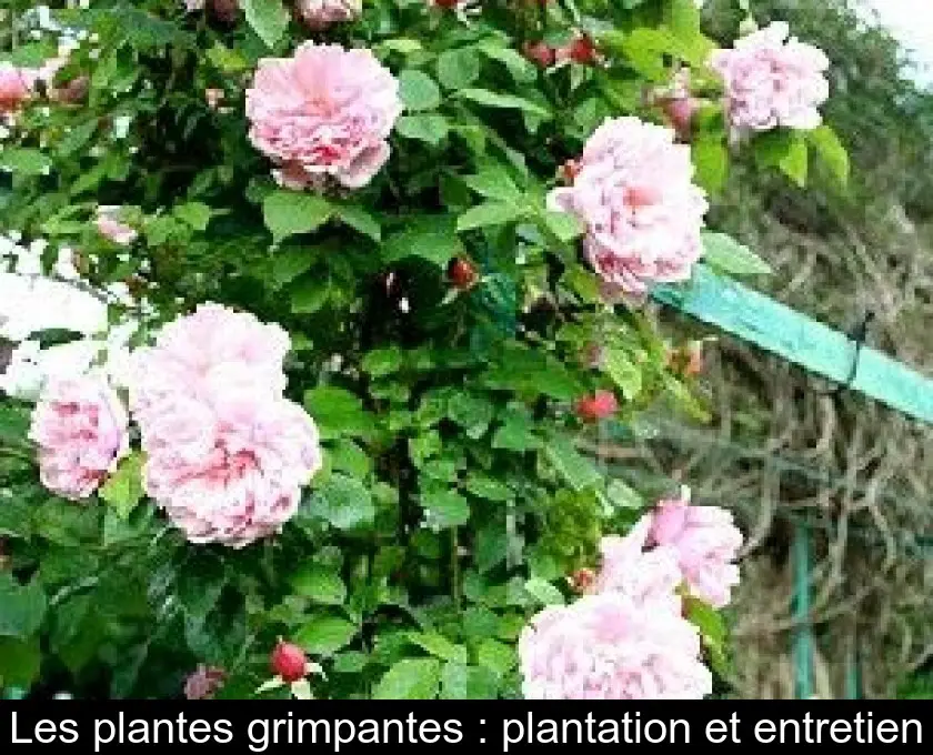 Les plantes grimpantes : plantation et entretien