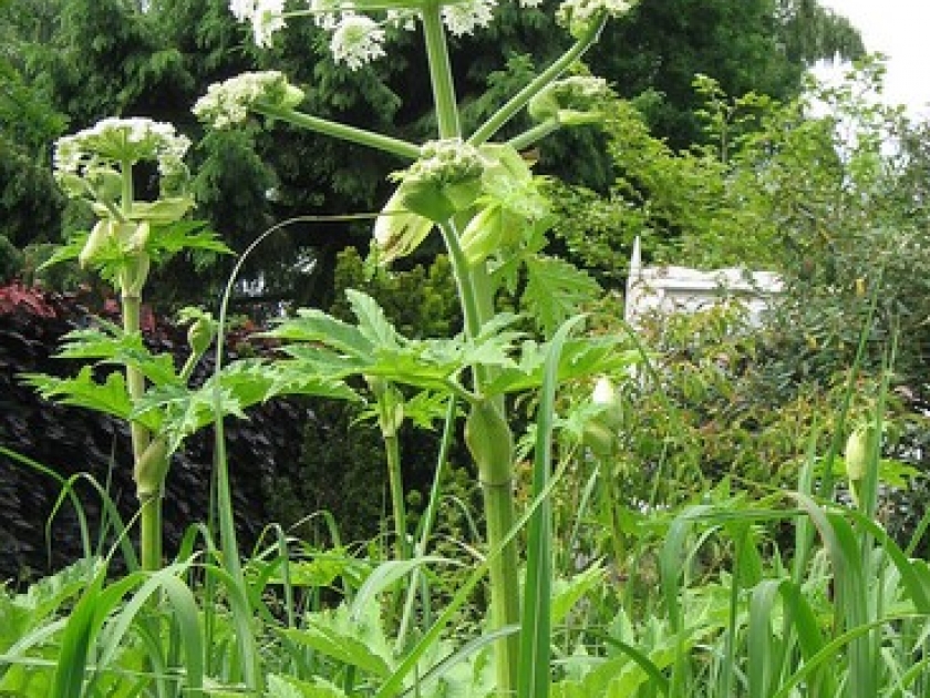 Les plantes indésirables : guide pratique Les plantes indésirables : guide pratique