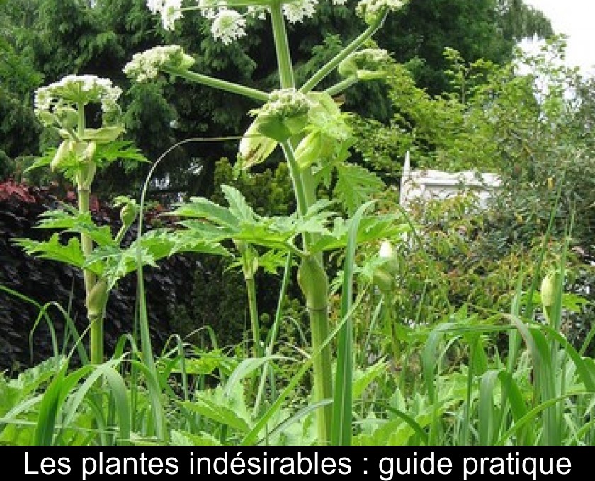 Les plantes indésirables : guide pratique