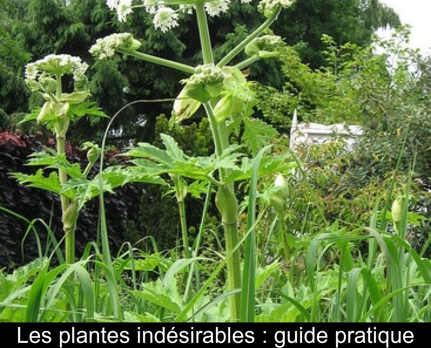 Les plantes indésirables : guide pratique Les plantes indésirables : guide pratique