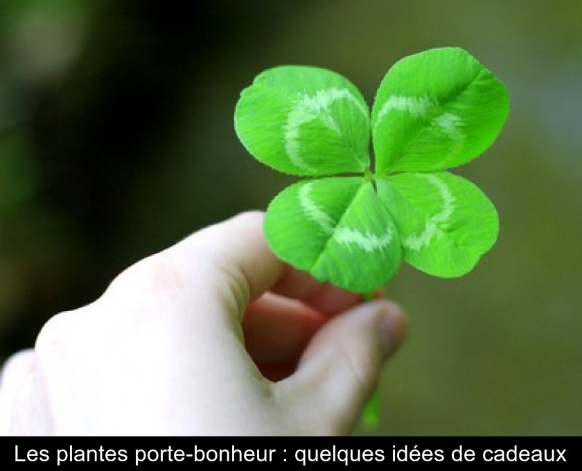 Les plantes porte-bonheur : quelques idées de cadeaux