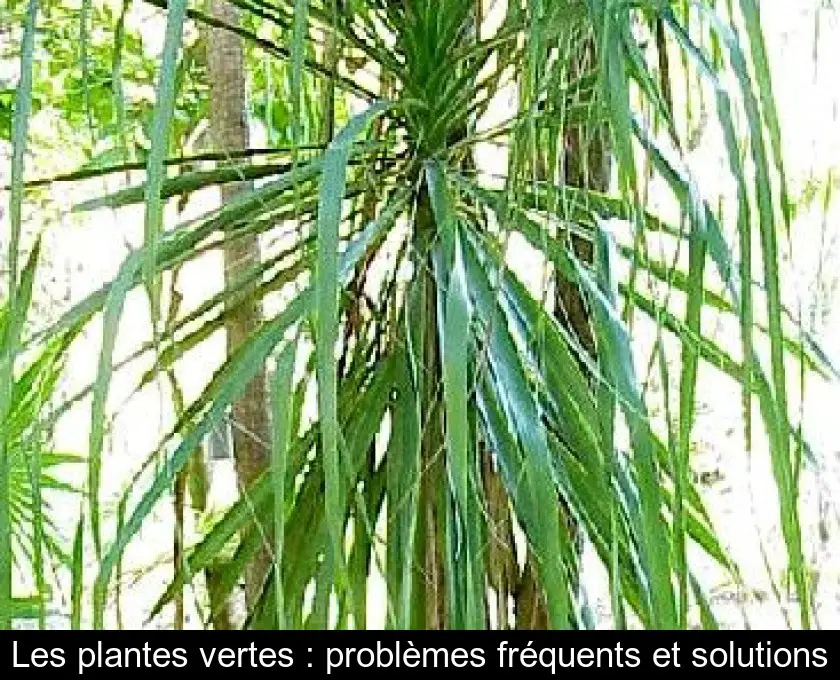 Les plantes vertes : problèmes fréquents et solutions
