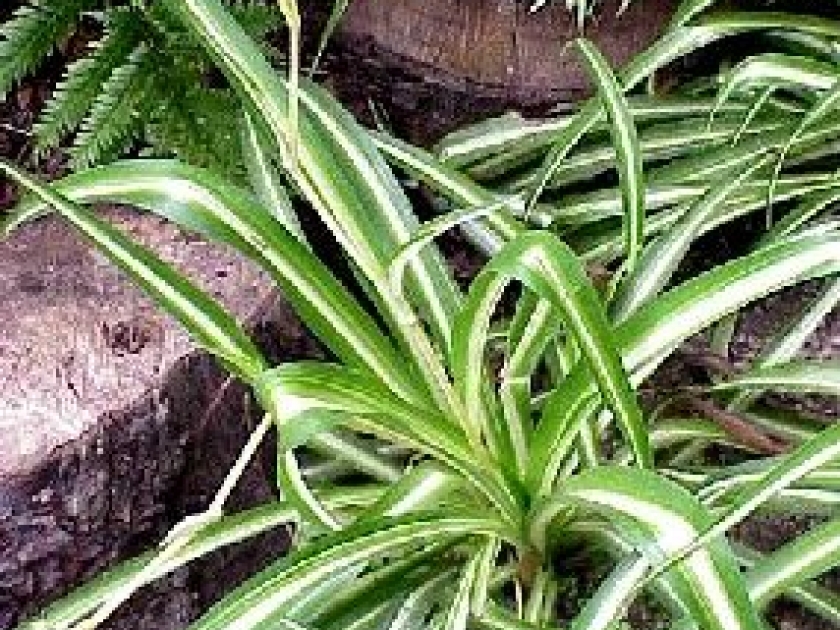 Les plantes vertes dépolluantes : pour un air plus sain Les plantes vertes dépolluantes : pour un air plus sain