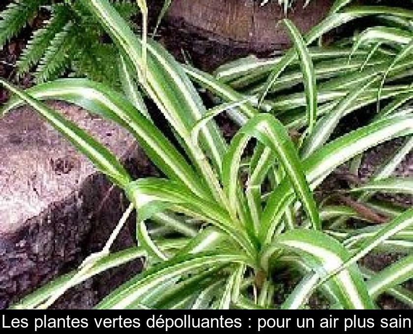 Les plantes vertes dépolluantes : pour un air plus sain Les plantes vertes dépolluantes : pour un air plus sain