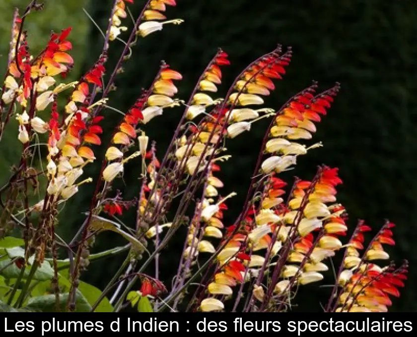 Les plumes d'Indien : des fleurs spectaculaires