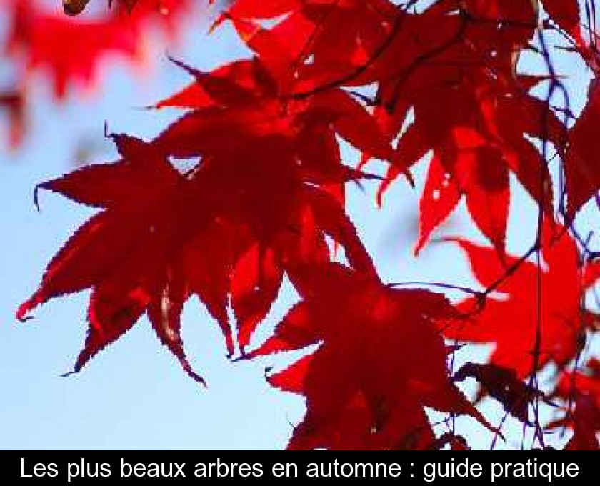 Les plus beaux arbres en automne : guide pratique Les plus beaux arbres en automne : guide pratique