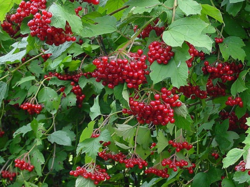 Les plus belles baies d'automne : 5 arbustes à adopter au jardin Les plus belles baies d'automne : 5 arbustes à adopter au jardin