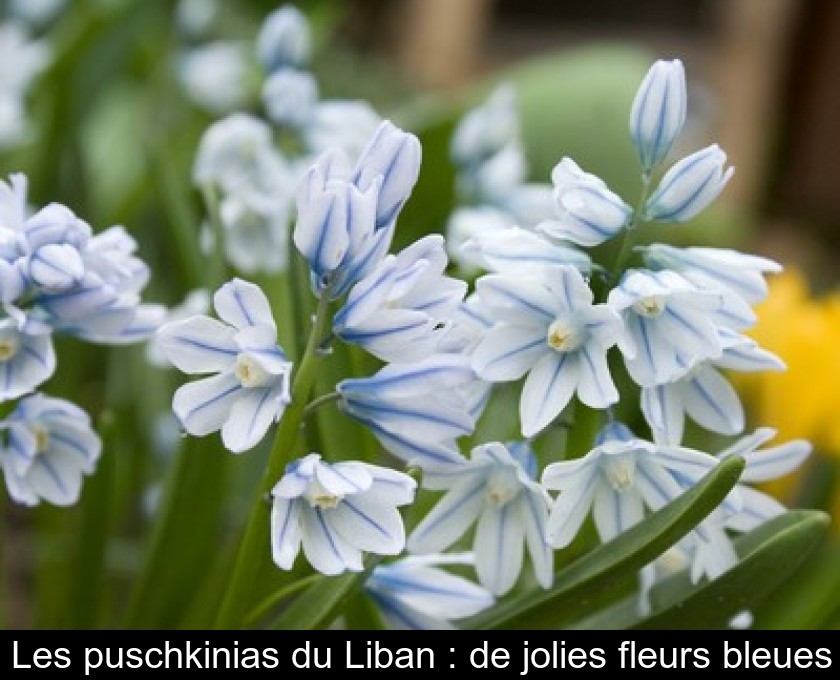 Les puschkinias du Liban : de jolies fleurs bleues Les puschkinias du Liban : de jolies fleurs bleues