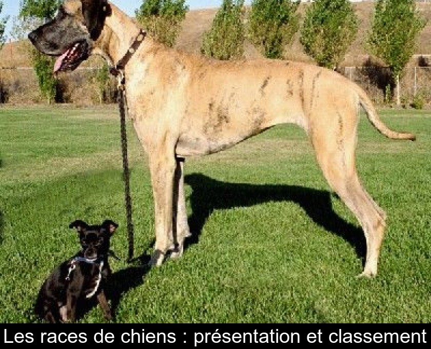 Les Races De Chiens Présentation Et Classement