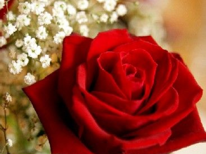 Les roses, cadeau incontournable de la Saint-Valentin Les roses, cadeau incontournable de la Saint-Valentin