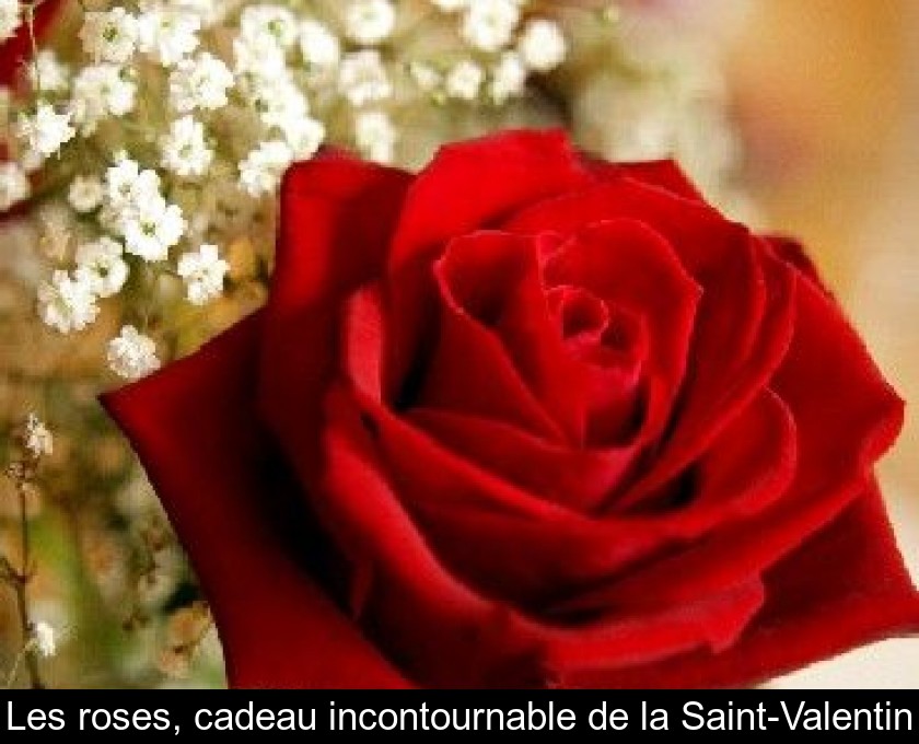 Les roses, cadeau incontournable de la Saint-Valentin