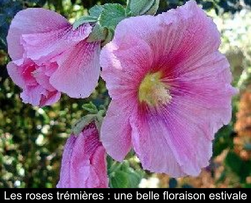 Les roses trémières : une belle floraison estivale Les roses trémières : une belle floraison estivale