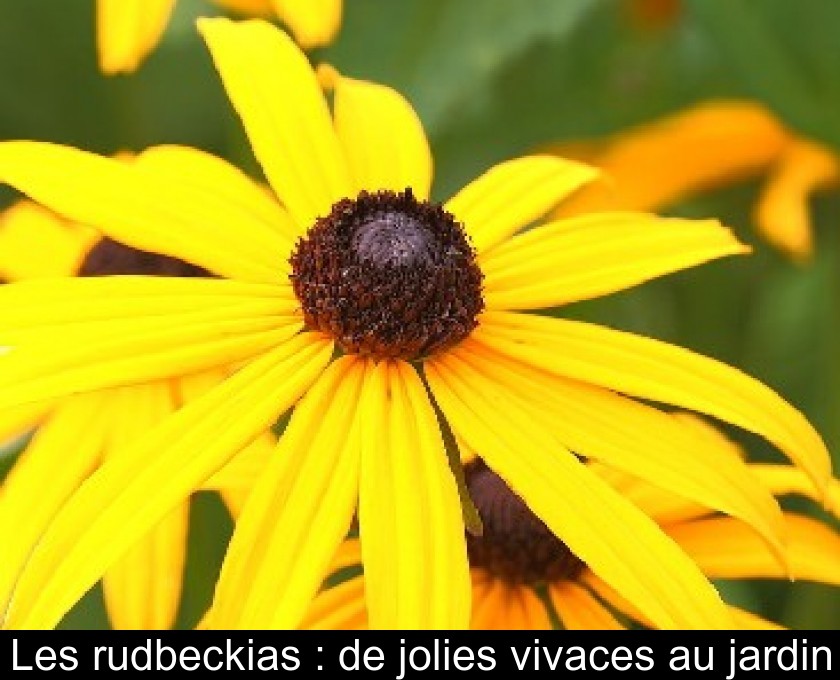 Les rudbeckias : de jolies vivaces au jardin Les rudbeckias : de jolies vivaces au jardin