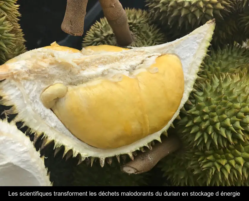 Les scientifiques transforment les déchets malodorants du durian en stockage d'énergie