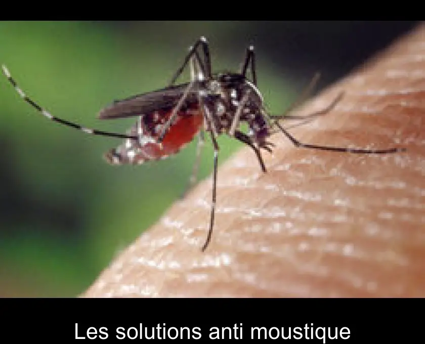 Les solutions anti moustique