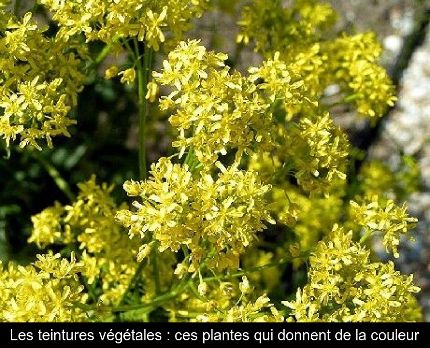 Les teintures végétales : ces plantes qui donnent de la couleur