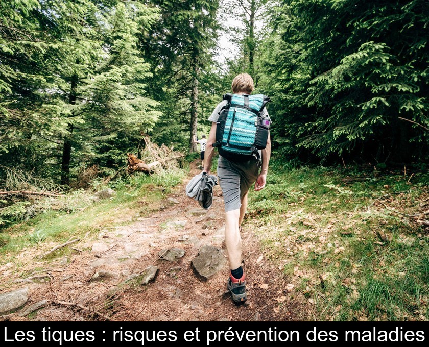 Les tiques : risques et prévention des maladies Les tiques : risques et prévention des maladies