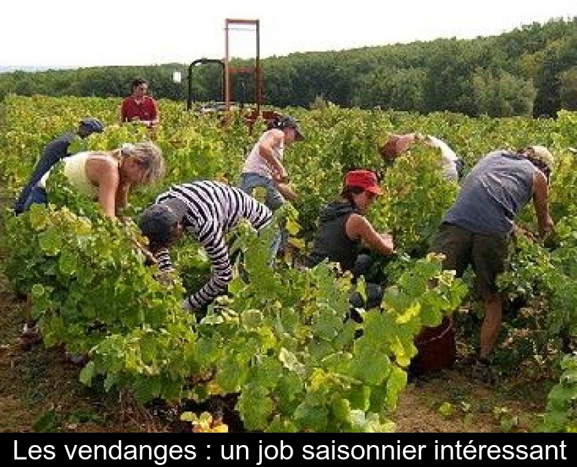 Les vendanges : un job saisonnier intéressant Les vendanges : un job saisonnier intéressant