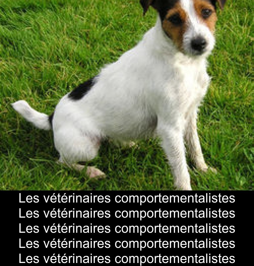 Les vétérinaires comportementalistes Les vétérinaires comportementalistes