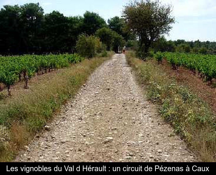 Les vignobles du Val d'Hérault : un circuit de Pézenas à Caux Les vignobles du Val d'Hérault : un circuit de Pézenas à Caux