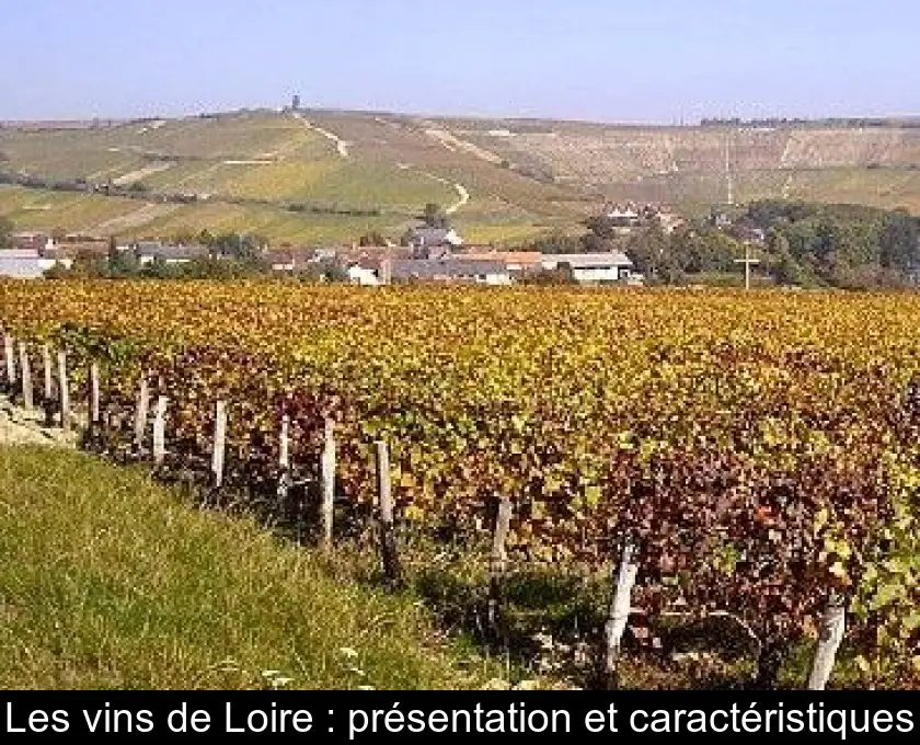 Les vins de Loire : présentation et caractéristiques