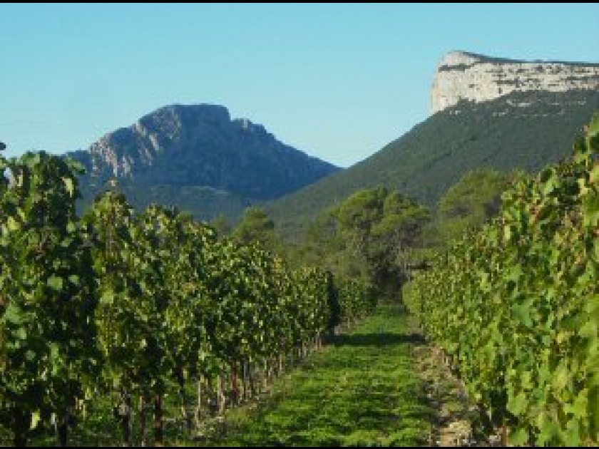 Les vins du Languedoc : guide pratique Les vins du Languedoc : guide pratique