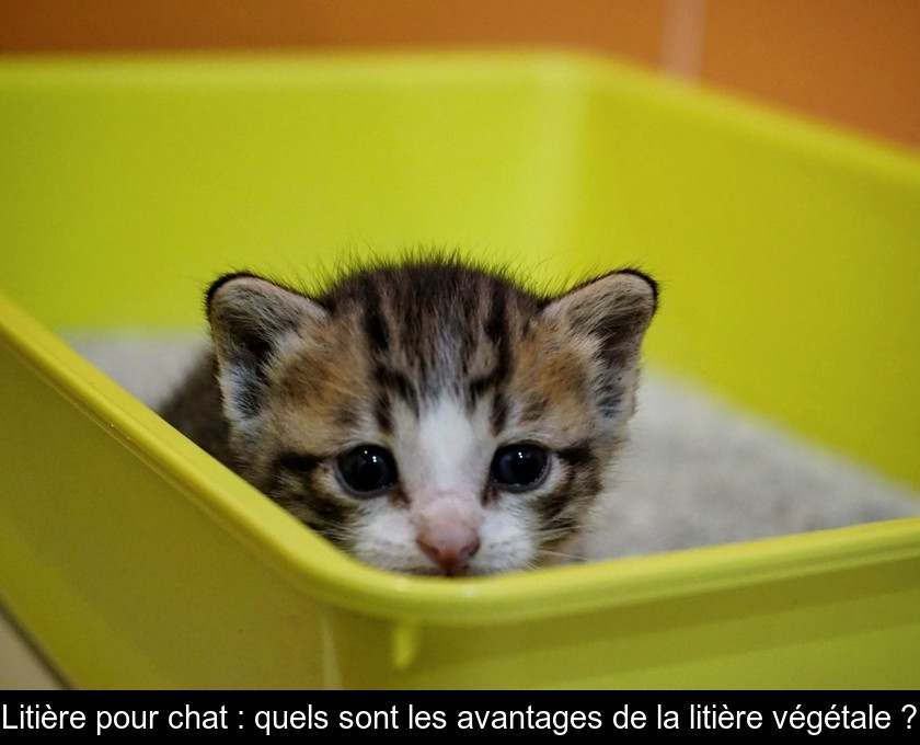 Litière pour chat : quels sont les avantages de la litière végétale ?