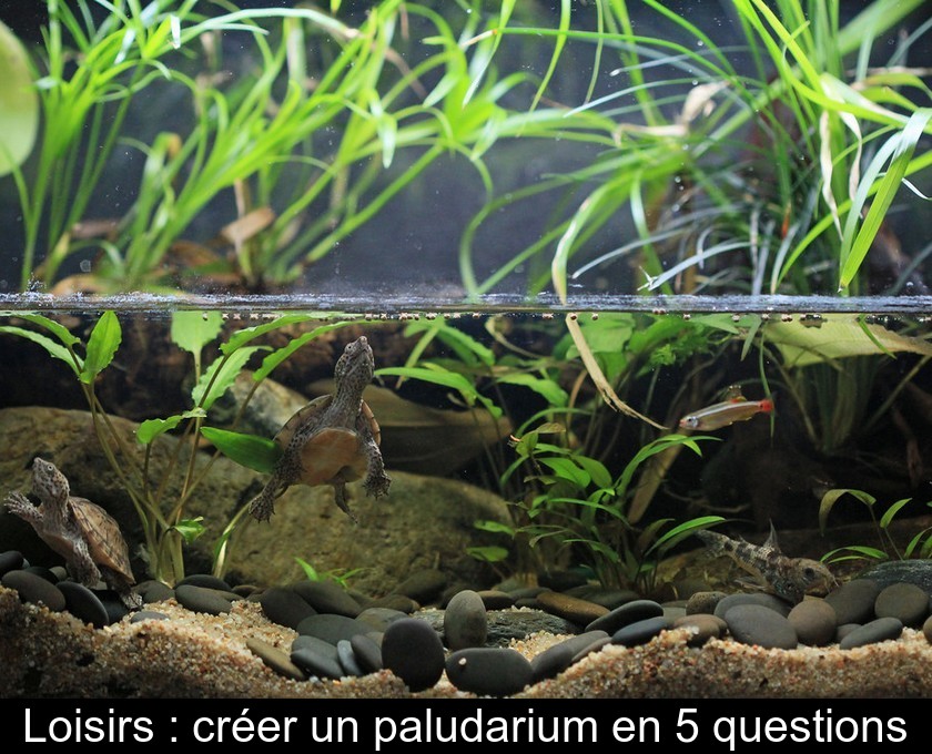 Loisirs : créer un paludarium en 5 questions Loisirs : créer un paludarium en 5 questions