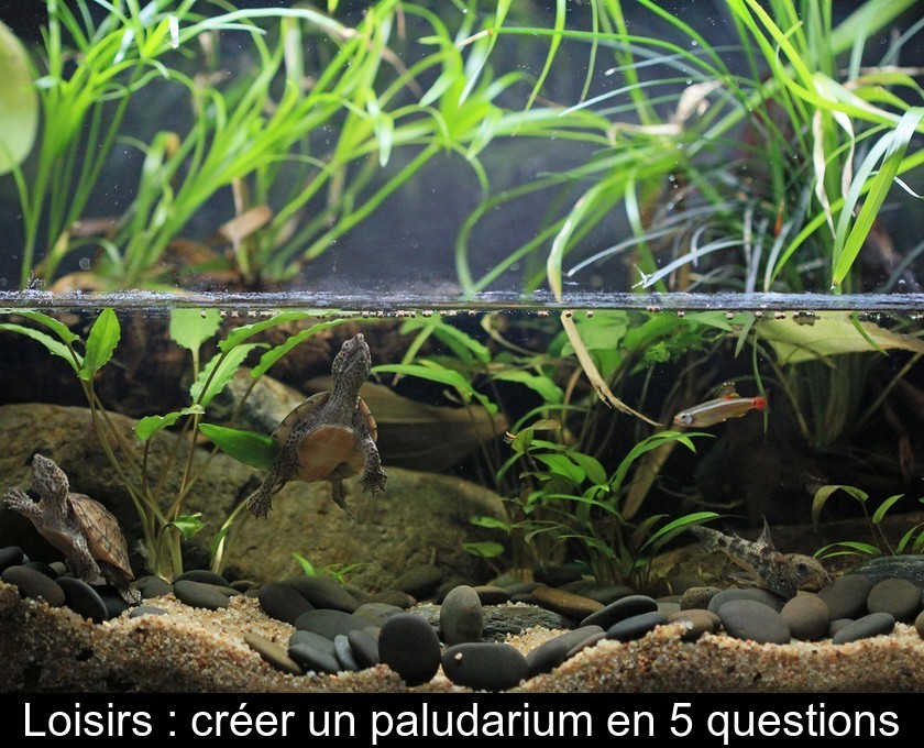 Loisirs : créer un paludarium en 5 questions