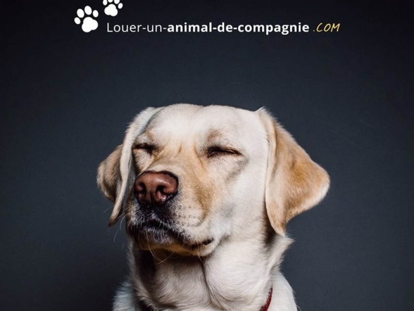 Louer un animal de compagnie : une start-up fictive pour une cause bien réelle Louer un animal de compagnie : une start-up fictive pour une cause bien réelle