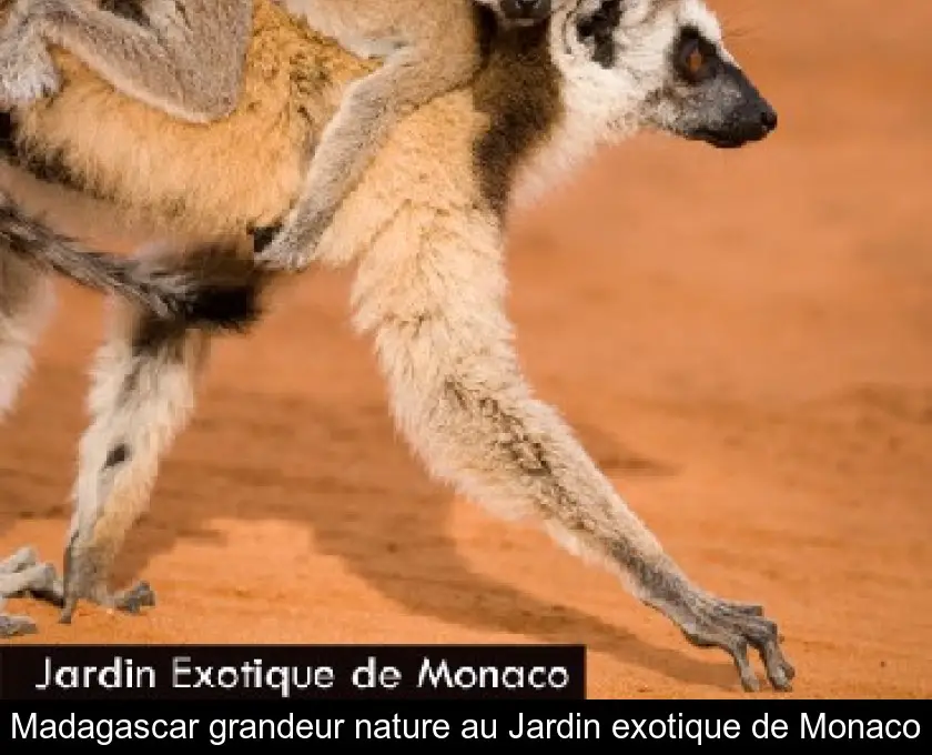 Madagascar grandeur nature au Jardin exotique de Monaco