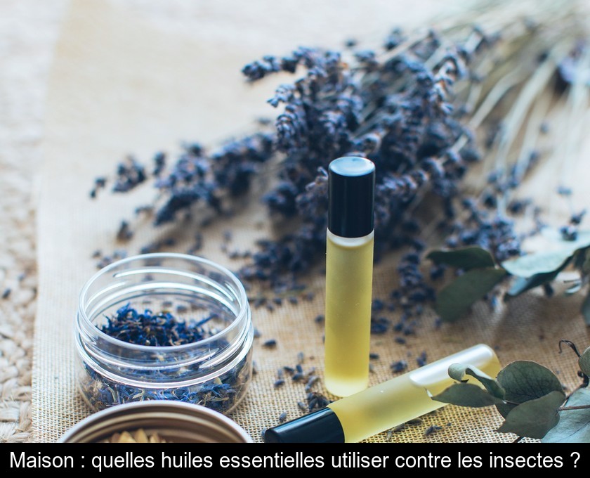 Maison : quelles huiles essentielles utiliser contre les insectes ? Maison : quelles huiles essentielles utiliser contre les insectes ?