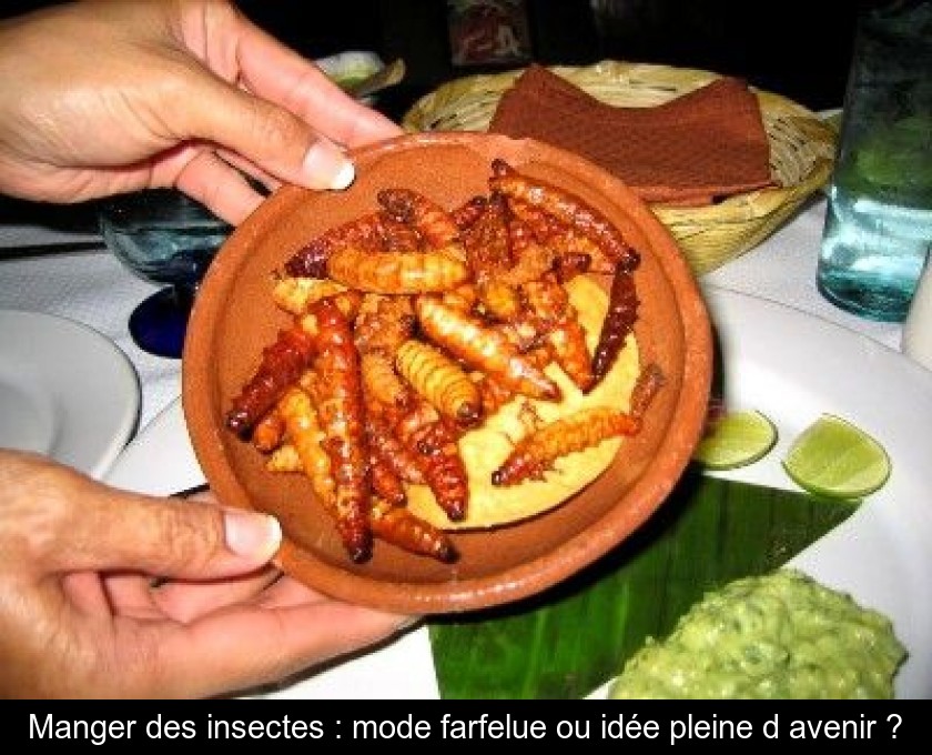 Manger des insectes : mode farfelue ou idée pleine d'avenir ? Manger des insectes : mode farfelue ou idée pleine d'avenir ?