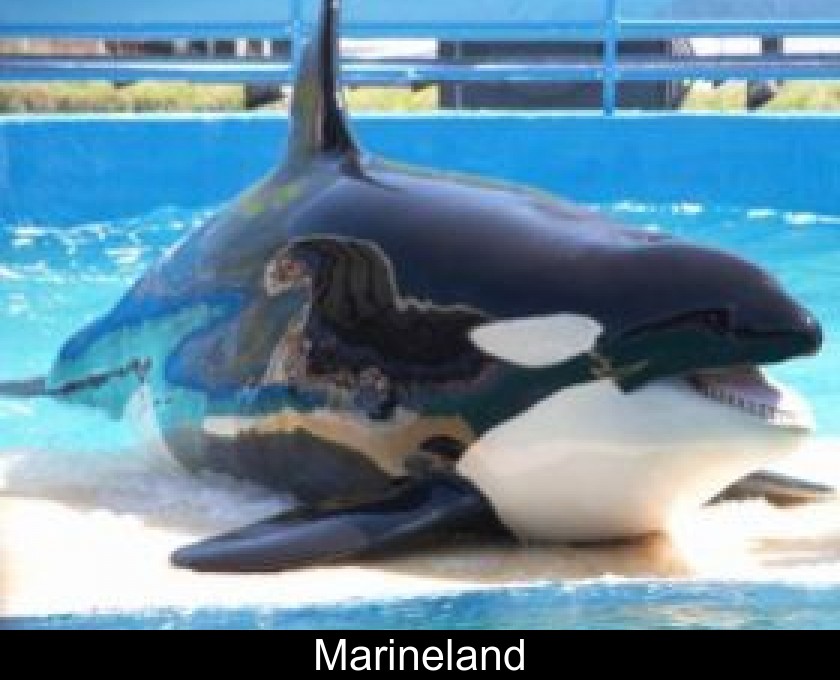Marineland Marineland