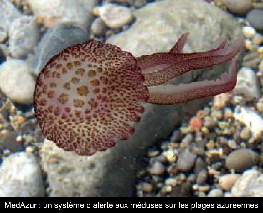 MedAzur : un système d'alerte aux méduses sur les plages azuréennes MedAzur : un système d'alerte aux méduses sur les plages azuréennes