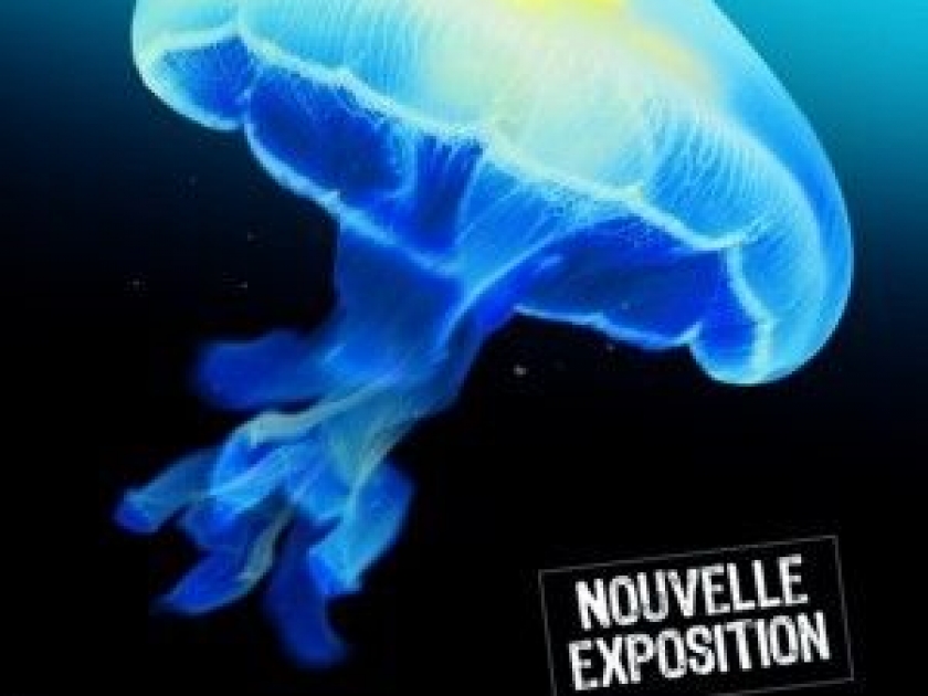 Méditerranée : une exposition au Musée océanographique de Monaco Méditerranée : une exposition au Musée océanographique de Monaco